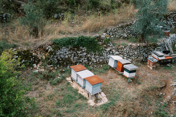 Small colorful beehives in an apiary on a green lawn