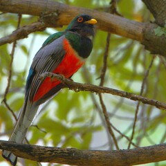 Colorful trogon bird on a branch.