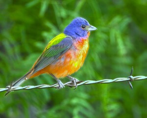 Obraz premium Colorful Painted Bunting on Barbed Wire