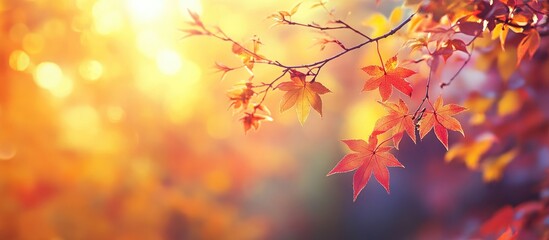 Colorful autumn foliage with bright yellow and red leaves, softly illuminated in a serene Japanese garden, showcasing the beauty of seasonal changes.