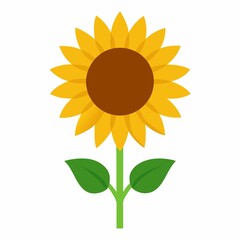 sunflower illustration on white background