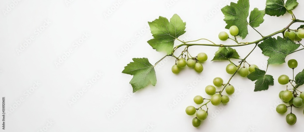 Poster fresh green grape vine branch with clusters of unripe grapes and vibrant leaves positioned on the ri