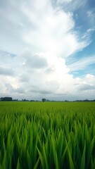 Fototapeta premium A Rice Field with Cloudy Skies Above, Highlighting Green Crops and Clear Views