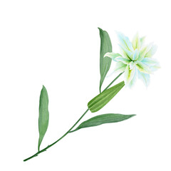 White lily flower with a stem watercolor illustration isolated on white. High quality clip art perfect for cards, posters, stickers, Easter, Passover, Holy Thursday, christening baptism wedding decor
