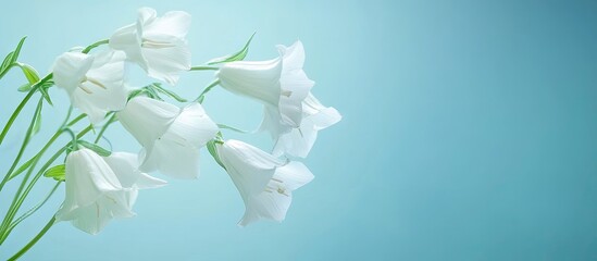 White bell flowers arranged gracefully on the right, set against a soft blue gradient background highlighting their delicate features.