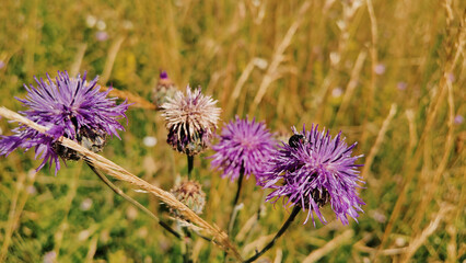 Tranquil sunny summer landscape with green fields and hills.