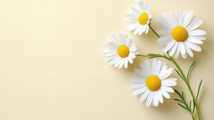 Close-up of fresh white daisies on soft yellow background