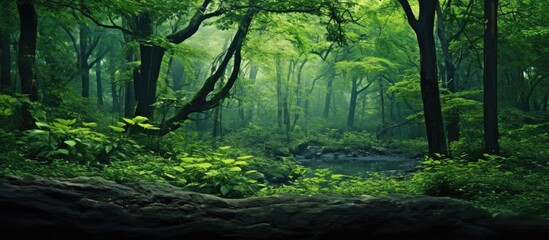 Naklejka premium Lush green forest scene with dense foliage and vibrant leaves creating a serene atmosphere, soft light filtering through trees, peaceful natural setting.