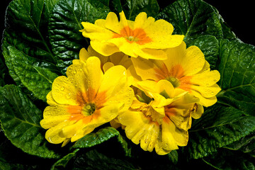 Yellow Primula Flowers in Bloom black background