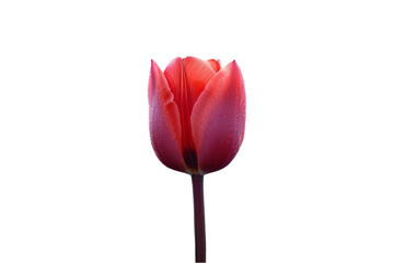 Fresh Tulip Flower &ndash; Vibrant and Elegant Blossom