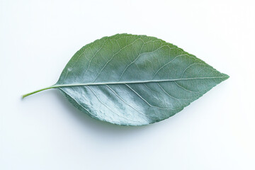 Obraz premium a green leaf isolated on a white background, high-resolution photography,