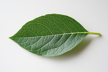 Obraz premium a green leaf isolated on a white background, high-resolution photography,