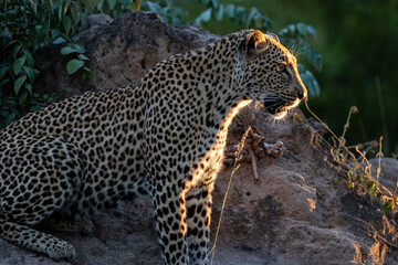 South Africa, Sabi Sand, Leopard (Panthera pardus)
