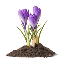 Purple crocus flowers growing from brown soil