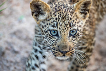 South Africa, Sabi Sand, Leopard (Panthera pardus), cub