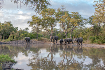 South Africa, Sabi Sand, African Elephant (Loxodonta africana) drinking water early in the morning