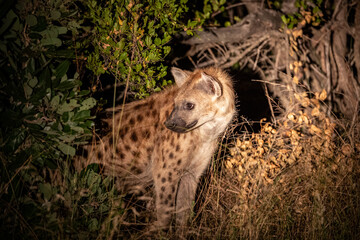 South Africa, Sabi Sand, Spotted Hyena (Crocuta crocuta)