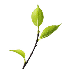 Fototapeta premium Vibrant leaf emerging from tree branch.