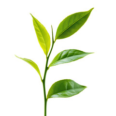 Vibrant new tea leaves with subtle curl