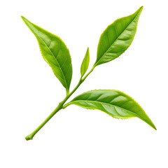 Fototapeta premium Vibrant leaves showcasing natural beauty and freshness