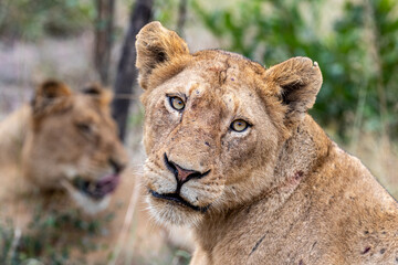 South Africa, Sabi Sand, Lion (Panthera leo), female, lioness