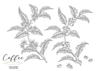 Coffee branch with flowers and coffee berries. Hand drawn coffee plant vector illustration. Vintage engraving.