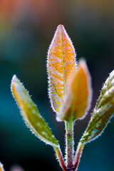 A view of new growth.