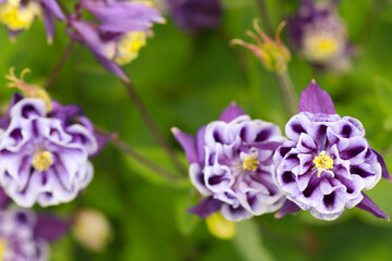 Fototapeta premium A view of purple columbine flowers.