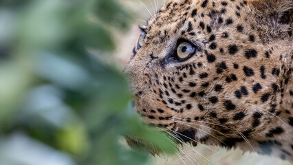 South Africa, Sabi Sand, Leopard (Panthera pardus)