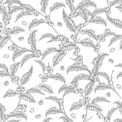 Seamless pattern Coffee plant. Coffee beans on branch. Vector illustration hand drawn. Black and white vintage style. Design for packaging.