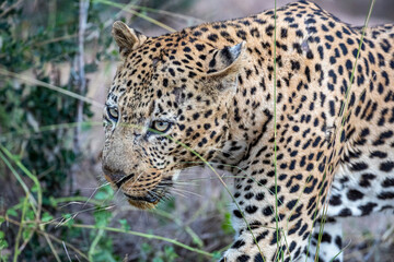 South Africa, Sabi Sand, Leopard (Panthera pardus)