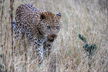 South Africa, Sabi Sand, Leopard (Panthera pardus)