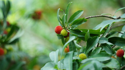 The red fruits on the trees with the droplets in the rainy day