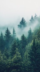 Misty forest landscape nature scene tranquil environment serene view atmospheric concept