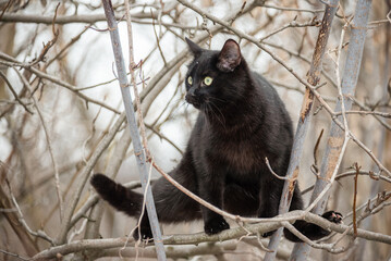 Black cat sitting on a tree. Cat in nature in snowy winter.