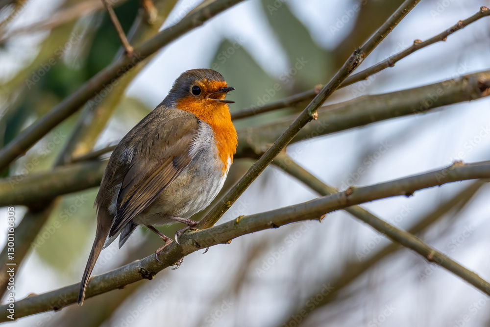 Aufkleber A robin perched in some branches singing. It has its beak open and there is space around for text