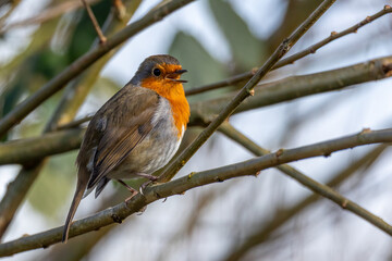 A robin perched in some branches singing. It has its beak open and there is space around for text