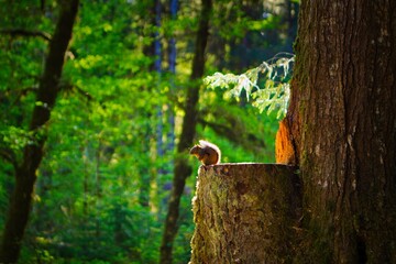 Eichhörnchen im Wald