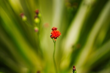rote Blumen