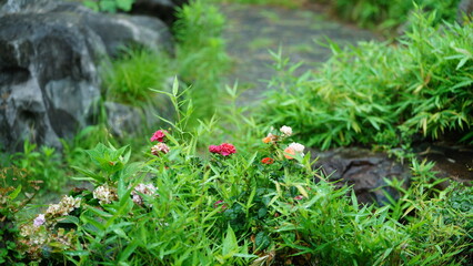 The beautiful old Chinese garden view in summer