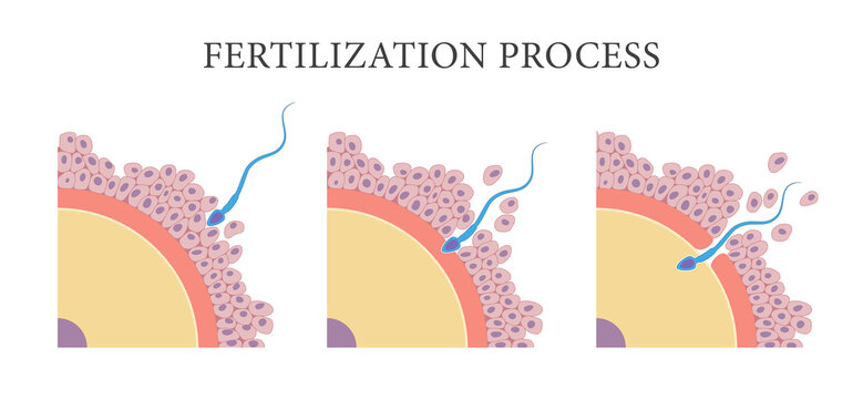 Human Fertilization Process Diagram
