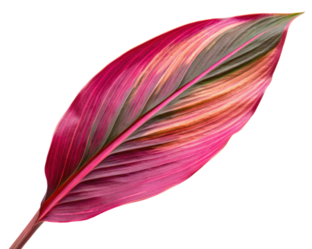 Pink tropical leaf on a transparent background