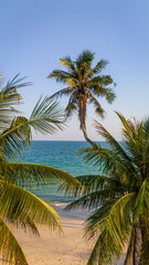 Fototapeta premium Aerial of palm tree with sand tropical beach and ocean sea travel dream resort landscape 
