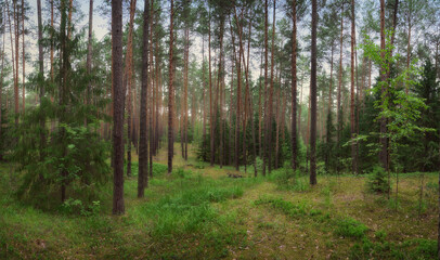 Obraz premium A pine forest in the spring morning after a rain.