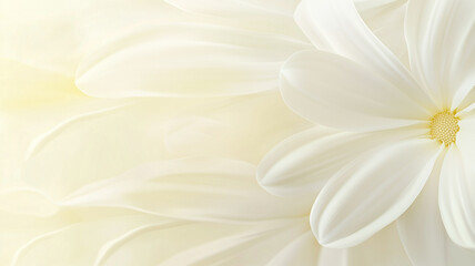Fototapeta premium Minimalistic background with white petals of a daisy flower. Generated by artificial intelligence.