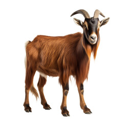 goat looking isolated on white.