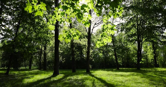 maple trees in the park in sunny weather, landscape in the park with green foliage of trees and green grass, close-up