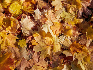 Yellow Autumn background or texture. Bright maple leaves as backdrop and texture