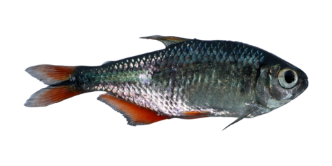 Buenos Aires tetra fish (Hyphessobrycon anisitsi) isolated on transparent background