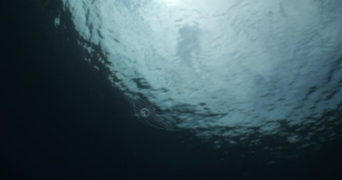 Turritopsis nutricula Turritopsis dohrnii Oceania O. armata immortal underwater closing jellyfish ocean scenery